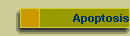 Apoptosis