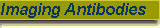 Imaging Antibodies